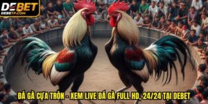 đá gà cựa tròn DEBET